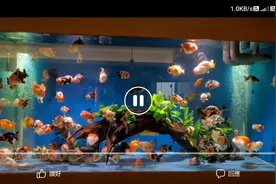 #金魚#兰寿#蝴蝶鲤#