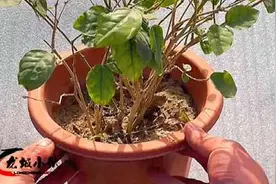 茉莉花枯萎不要急着扔还能救活，老花农倾囊相授方法，很快恢复