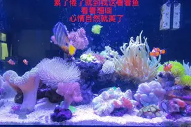 工作压力大，心情不好了，养养鱼，养养珊瑚，修修心，一切都好了