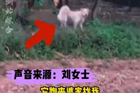 #狗狗 每天跑到婆家探亲，白天来晚上回去，从不过夜，就想看看#女主人 ，暖心狗狗。 @抖音短视频视频封面