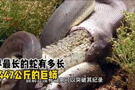 世界最长的蛇有多长 中国发现200米巨蟒真相揭秘视频封面