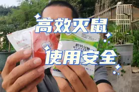 这两种耗子药，都是灭鼠利器人畜无害#抖音618好物节 #中蜂养殖视频封面