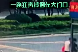 好笑又心疼！小朋友偷偷给湖北武汉一消防救援站岗的消防员送吃的，送完后一路狂奔摔倒在大门口~视频封面