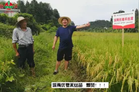 #深两优粤禾丝苗#耐热#抗倒视频封面