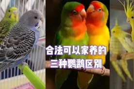 国内三种合法家养的鹦鹉，了解它们的区别以防踩坑！视频封面