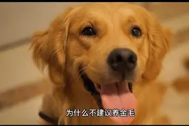 为什么不建议养金毛呢？