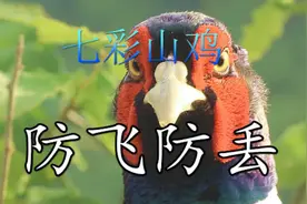 分享一个养殖七彩山鸡防止丢失的措施 #七彩山鸡 #优质农产品