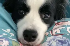 嗯嗯是啥意思？听不懂哟#边牧 #狗狗的心思都写在脸上了