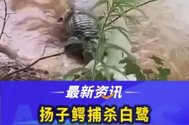 #扬子鳄 捕杀#白鹭 ，一击致命外加#死亡翻滚 #动物 视频封面