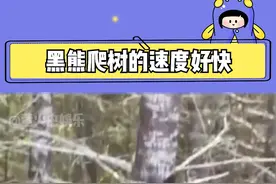 冷知识：在森林里遇到黑熊，爬树并不能自救。#奇妙的动物 视频封面