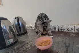 少小离家出走，从此远离亲人、兄弟姐妹们，唯有好吃的才能安慰我