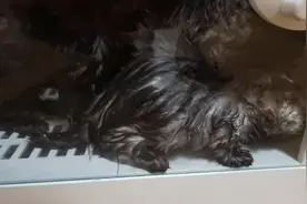 掉进粪坑的小猫咪今天洗香香啦！这也是喵生第一滴洗香香视频封面