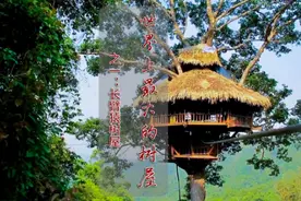世界上最大的树屋！最终篇。 #树屋  #向往的生活视频封面
