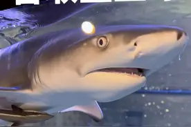 为了取到鲨鱼牙费尽心机！结果……视频封面