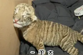 全球唯一虎狮虎兽，能健健康康长大到一周岁，也是很难得#动物 #老虎 #狮子  #虎狮虎兽视频封面