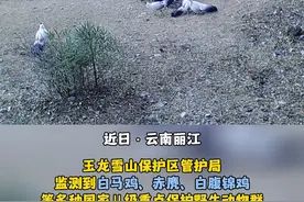 近日，玉龙雪山保护区管护局在回收的红外线照相机监测资料中，出现白马鸡、赤麂、白腹锦鸡等多种国家Ⅱ级重点保护野生动物群聚觅食、和谐共处、嬉戏打闹的画面。（和文鹏  和启莲  龚志贤）视频封面
