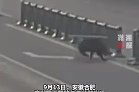 13日，安徽#合肥一野猪被特警击毙 野猪横穿马路撞坏护栏 ，头部被卡到处乱窜，击毙后被运走作无害化处理
视频封面