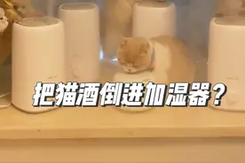 把猫酒倒进加湿器，猫咪会有什么反应？#猫咪的迷惑行为 #心思写在脸上的猫咪#松下洗护惊洗618