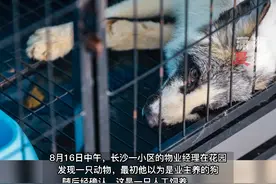 长沙一只白狐被当成狗栓在树旁喂狗粮，专家确认：极有可能是家养的，目前白狐的主人尚未现身视频封面
