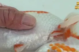 养金鱼的小伙伴看过来！今天教你如何打子#科普 @抖音青少年