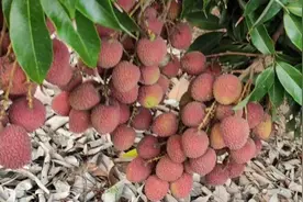 海南，荔枝，妃子笑品种五月初上市，希望能卖个好价，自家果园视频封面