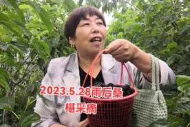 荥阳高山白水峪桑椹采摘园#又到了吃桑葚的季节了 #新鲜采摘视频封面