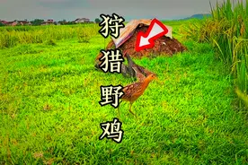 国外小哥带着装备来田间诱捕野鸡#国外合法狩猎勿模仿 #捕猎现场视频封面