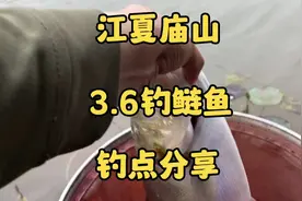 江夏庙山野钓点中州府大桥#野钓鲢鱼 三米六竿钓鲢鳙#上热门视频封面