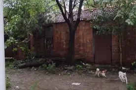 猫会爬树，是被狗逼的视频封面