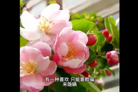 关于情感心痛的句子有一种失落，不能说，只能靠感@DOU+小助视频封面