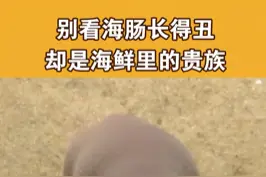 海肠其貌不扬 价格却堪比海参鲍鱼#三农小知识 #科普 @抖音青少年视频封面