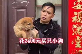 小何花2400元买了只小狗，这小狗很凶，一放出来就跟旺财打了起来视频封面