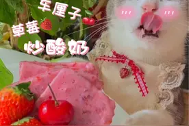 厨猫：车厘子草莓炒酸奶出摊啦!!#这届年轻人用车厘子恋爱 #自制饮品 #治愈系美食 #炒酸奶 #会做饭的猫视频封面