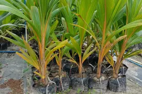 泰国矮种椰子苗  种植4年结果 高度一米结果。视频封面