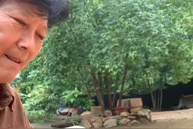 一次就吃三口，这一天得喂几次啊？救助不容易，什么时候会飞？#乡村守护人 #记录真实生活 #人与动物和谐共处 #喜鹊 #万物皆有灵性请善待每一个生命视频封面