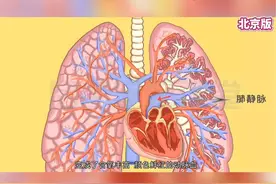 七年级下册生物5.2《人体内物质的运输》北京版，趣味动画视频+同步学校教材+覆盖重难点+思维导图记忆方法。帮助学生更好复习和预习～归纳总结★重难点一目了然💯 #七年级下册生物 #七年级下册生物笔记 #初一下册生物 #初一生物下册 #初一生物视频封面