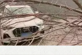 风吹大树砸了车，该谁管？ #石家庄 #车被砸 #河北大风视频封面