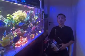谈下活性炭的作用#海缸 #海水鱼珊瑚 #海缸日记 #珊瑚缸 #珊瑚视频封面