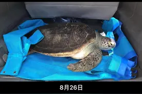 如果海洋环境健康，海龟们又何须分辨？#痛心 #保护海洋 #环保减塑 视频封面