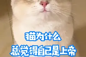 其实不应该叫猫咪宠物，因为猫从未被真正的驯服#萌宠 #猫 #涨知识 视频封面
