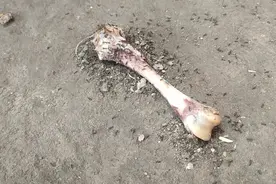 中午孩子吃的鸡腿，骨头扔地上招来这么多蚂蚁视频封面