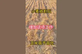 小麦收割后建议灭茬#分享农业知识帮农民增产增收 #关注我每天为你分享更多农业知识 #关注三农服务百姓视频封面