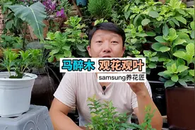 马醉木有观花品种和观叶品种的盆栽，养护方法。#花卉绿植 #养视频封面