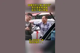 袁花花是袁隆平爷爷之前领养的猫，如今，花花只能独自带着思念在稻田守护。 #世间再无杂交水稻之父视频封面