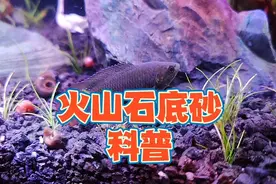 火山石颗粒开缸造景，火山石做鱼缸底砂怎么选？详细科普视频来啦