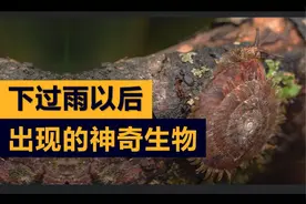 下过大雨之后，会出现哪些神奇的生物？#好事创作召集令视频封面