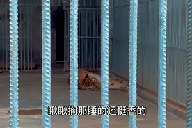 商丘最适合孩子来的动物园，10元一个人，还偶遇到了我家的猫咪视频封面