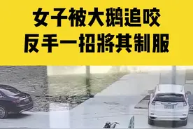 6月16日，江苏徐州，女子被大鹅追咬，没想到下一秒竟反手将其制服#童年噩梦 #大鹅咬人 视频封面