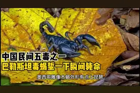 世界十大致命毒蝎，巴勒斯坦毒蝎蜇一下瞬间毙命视频封面