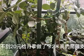 亲自给月季做的爬藤支架，用了4根支架杆，中间用园艺铁丝绑扎。视频封面